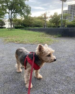 屋外に立っている犬
中程度の精度で自動的に生成された説明