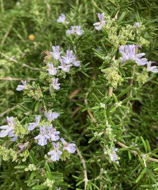 花が咲いている植物
自動的に生成された説明