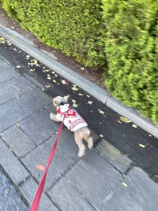 屋外, 歩道, 少し, 草 が含まれている画像
自動的に生成された説明