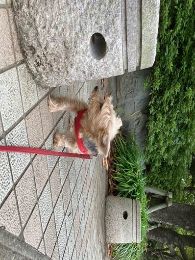 フェンス, 屋外, 小さい, 建物 が含まれている画像
自動的に生成された説明